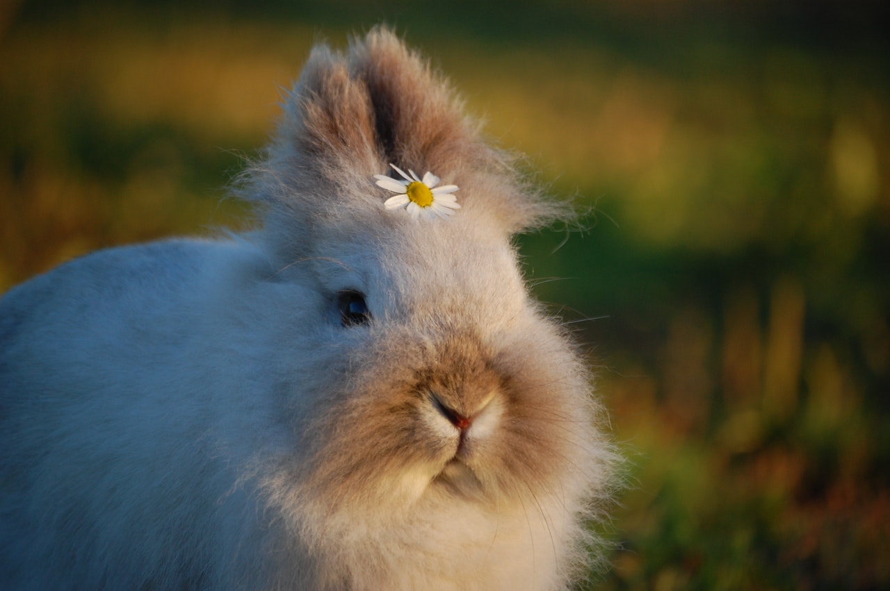 Naturkosmetik ohne tierversuche